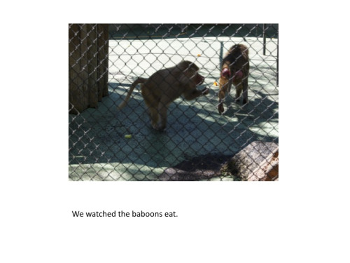 Visiting The Zoo - Baboons