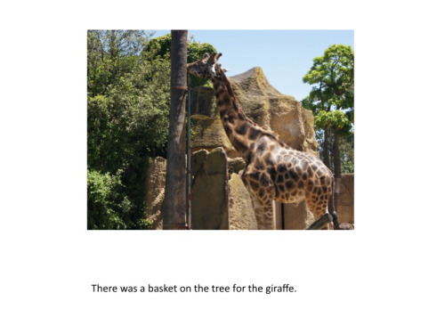 Visiting The Zoo - Giraffes