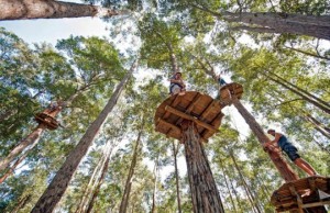 Kids Activities Sydney treetopadventure park