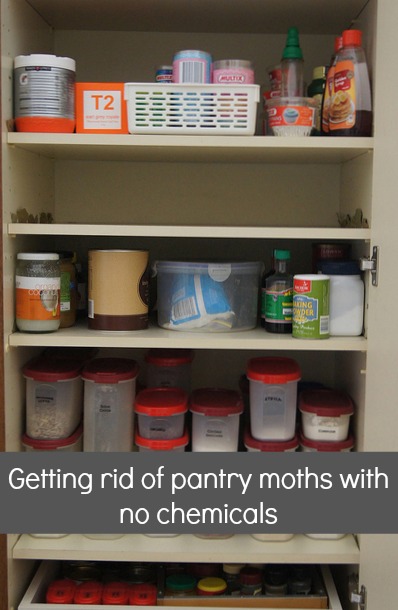 pantry moths reorg