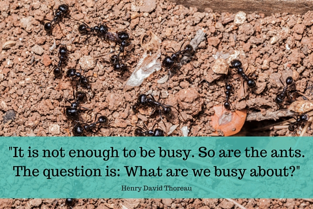 It is not enough to be busy. - Henry David Thoreau