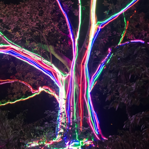 rainbow-tree-lightscape-botanical-gardens-melbounre